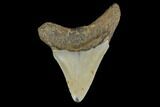 Fossil Megalodon Tooth - North Carolina #130039-1